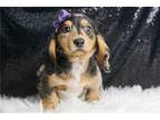 Mutt Puppy for sale in Fort Wayne, IN, USA