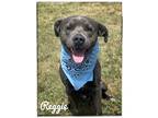 Adopt Reggie a American Pit Bull Terrier dog in Maryville, TN (38720444)