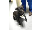 Adopt 23-07-2282e Donald a Pit Bull Terrier / Mixed dog in Dallas, GA (38770837)