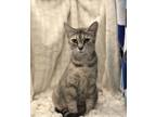 Adopt Catarina a Gray, Blue or Silver Tabby Domestic Shorthair (short coat) cat