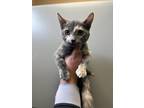 Adopt Dora a Gray or Blue (Mostly) Domestic Shorthair (short coat) cat in