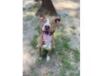 Adopt Charm a Brown/Chocolate American Pit Bull Terrier / Mixed dog in