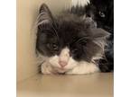 Adopt Snowball a Gray or Blue Domestic Longhair / Mixed cat in Cody