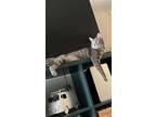 Adopt Ash a Gray, Blue or Silver Tabby Tabby / Mixed (short coat) cat in