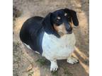 Adopt Blaze a Black Dachshund / Mixed dog in Hopkins, SC (38925744)