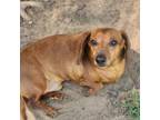 Adopt Edward a Dachshund / Mixed dog in Hopkins, SC (38925743)