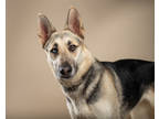 Adopt Kat a Black German Shepherd Dog / Husky / Mixed dog in Santa Paula