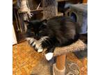 Adopt Wanda a Black & White or Tuxedo Domestic Mediumhair (medium coat) cat in