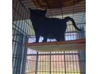 Adopt Skrunkle Butt a All Black Domestic Shorthair (short coat) cat in Houston