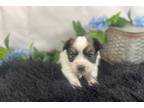 Papillon Puppy for sale in Springfield, MO, USA