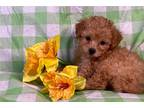 Mutt Puppy for sale in Columbia, MO, USA