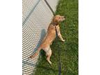 Adopt Charlie a Tan/Yellow/Fawn Labrador Retriever / Mixed dog in Boonville
