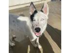 Adopt Spot a White - with Tan, Yellow or Fawn Husky / Mixed dog in Eufaula
