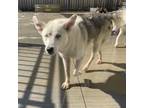 Adopt Sansa a White - with Tan, Yellow or Fawn Husky / Mixed dog in Eufaula