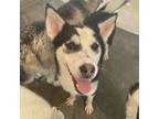 Adopt Merryweather a Black Husky / Mixed dog in Eufaula, OK (38959566)