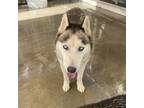 Adopt Innessa a Gray/Silver/Salt & Pepper - with Black Husky / Mixed dog in