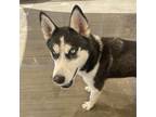Adopt Precious a Black Husky / Mixed dog in Eufaula, OK (38959563)