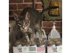 Adopt Lila a Gray, Blue or Silver Tabby Domestic Shorthair (short coat) cat in