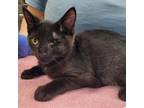 Adopt Ryan a All Black Domestic Shorthair / Mixed cat in Springfield
