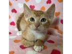 Adopt Evergreen a Orange or Red Domestic Shorthair / Mixed cat in Los Angeles