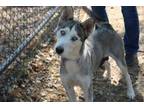 Adopt Oksana a White Husky dog in Weatherford, TX (38970248)
