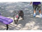 Adopt Colby a Gray/Blue/Silver/Salt & Pepper Pit Bull Terrier dog in