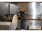 Adopt Abigail a Tortoiseshell Domestic Shorthair (short coat) cat in