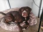 Adopt Nugget a Brown/Chocolate - with White Labrador Retriever dog in Winston