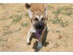 Adopt Dante a Gray/Blue/Silver/Salt & Pepper Shepherd (Unknown Type) dog in