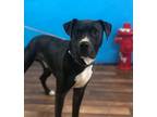 Adopt Lazo a Black Pit Bull Terrier dog in Weatherford, TX (38895221)