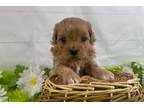 Mutt Puppy for sale in Springfield, MO, USA