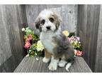 Mutt Puppy for sale in South Bend, IN, USA