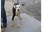 Adopt Tyler a White Pit Bull Terrier dog in Weatherford, TX (38754995)