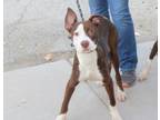 Adopt Woody a Brown/Chocolate Pit Bull Terrier dog in Weatherford, TX (38754994)