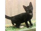 Adopt Elaina a All Black Domestic Shorthair / Domestic Shorthair / Mixed cat in