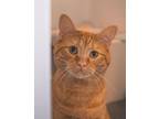 Adopt Ebi a Orange or Red Domestic Shorthair / Domestic Shorthair / Mixed cat in