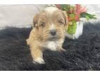 Mutt Puppy for sale in Springfield, MO, USA