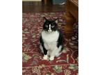 Adopt bella a Black & White or Tuxedo American Shorthair / Mixed (short coat)