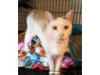 Adopt Sammy a Cream or Ivory Siamese (short coat) cat in Lewes, DE (38996514)