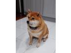 Adopt Yuki a Red/Golden/Orange/Chestnut - with White Shiba Inu / Mixed dog in