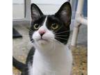 Adopt LUNA a All Black Domestic Shorthair / Domestic Shorthair / Mixed cat in