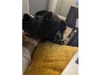 Adopt Winston a Black American Pit Bull Terrier / Labrador Retriever dog in