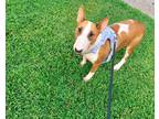 Adopt Bonnie a Brown/Chocolate - with White Bull Terrier / Mixed dog in