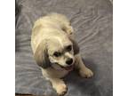 Adopt Dexter a White - with Gray or Silver Shih Tzu / Bichon Frise / Mixed dog