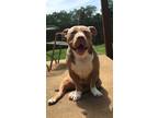 Adopt Tripp a Tricolor (Tan/Brown & Black & White) American Pit Bull Terrier dog