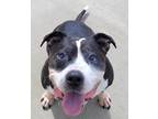 Adopt KJ! Chill, Friendly Guy! a Black - with White American Staffordshire