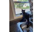 Adopt Maxwell a Black (Mostly) Domestic Shorthair / Mixed (short coat) cat in