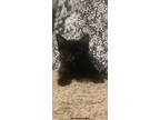 Adopt Sabrina a Black (Mostly) Domestic Longhair (medium coat) cat in