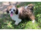 Shih Tzu Puppy for sale in Columbia, MO, USA