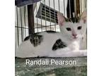 Adopt Randall Pearson a White Domestic Shorthair / Domestic Shorthair / Mixed